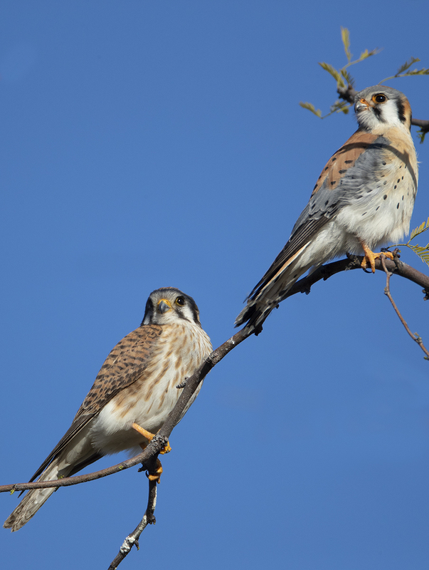 TC-American Kestrel-D06300-001296.jpg :: Mated pair of American Kestrels (Falco sparverius), the smallest falcon, perched together on a tree (in the same plane of focus)