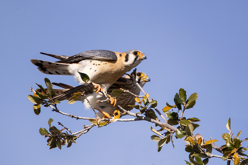 TC-American Kestrel-D06300-001316.jpg :: Mated pair of American Kestrels (Falco sparverius), the smallest falcon, perched together on a tree (in the same plane of focus)