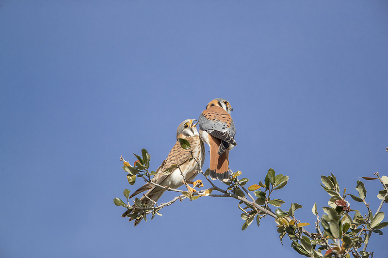 TC-American Kestrel-D06300-001319.jpg :: Mated pair of American Kestrels (Falco sparverius), the smallest falcon, perched together on a tree (in the same plane of focus)