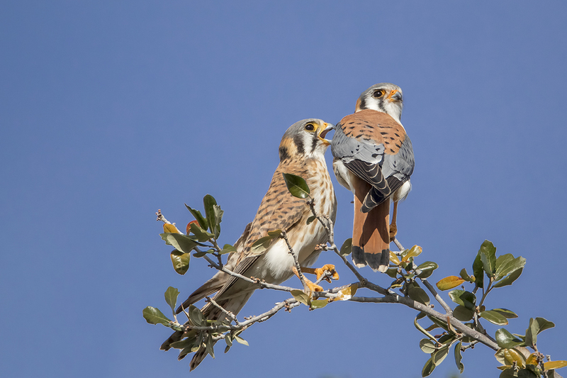TC-American Kestrel-D06300-001326.jpg :: Mated pair of American Kestrels (Falco sparverius), the smallest falcon, perched together on a tree (in the same plane of focus)