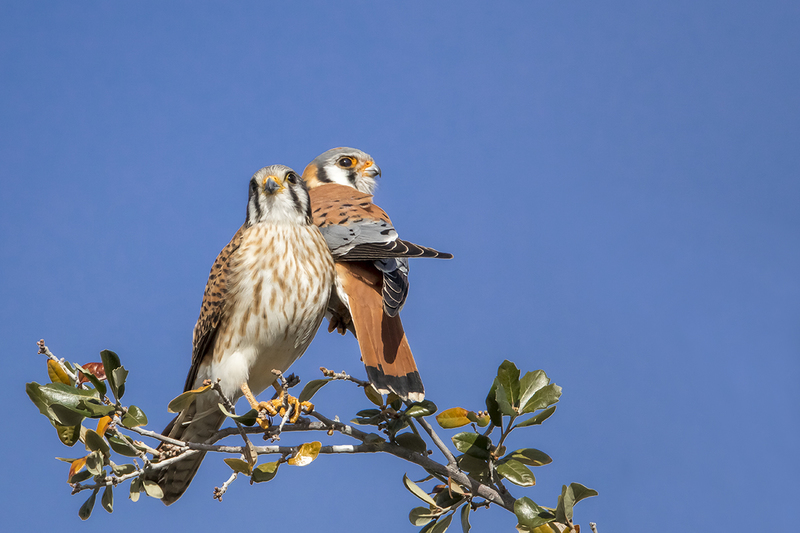 TC-American Kestrel-D06300-001332.jpg :: Mated pair of American Kestrels (Falco sparverius), the smallest falcon, perched together on a tree (in the same plane of focus)