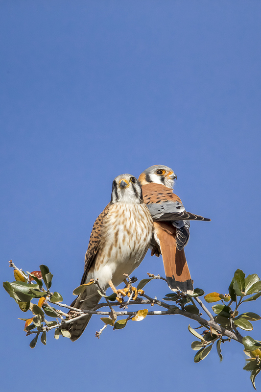 TC-American Kestrel-D06300-001334.jpg :: Mated pair of American Kestrels (Falco sparverius), the smallest falcon, perched together on a tree (in the same plane of focus)