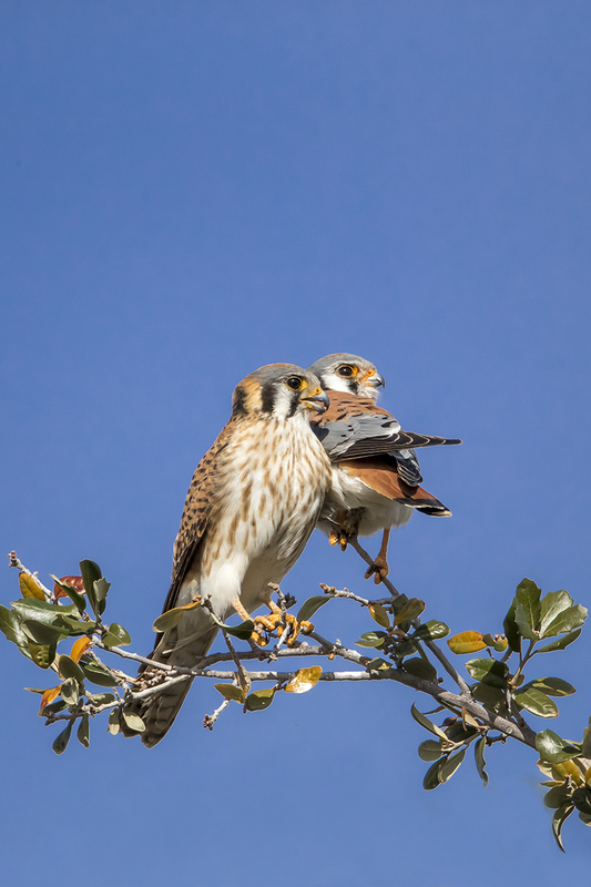 TC-American Kestrel-D06300-001341.jpg :: Mated pair of American Kestrels (Falco sparverius), the smallest falcon, perched together on a tree (in the same plane of focus)