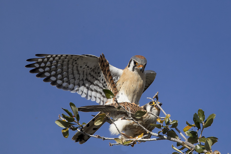 TC-American Kestrel-D06300-001346.jpg :: Mated pair of American Kestrels (Falco sparverius), the smallest falcon, perched together on a tree breeding