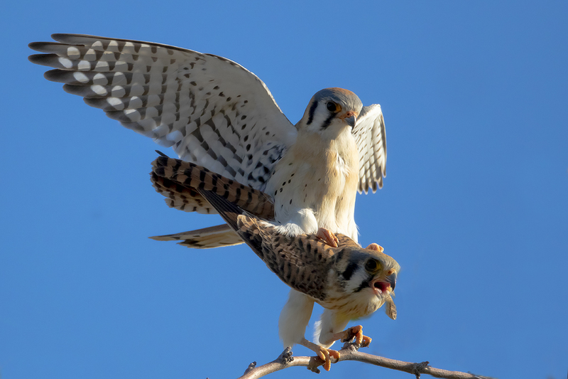 TC-American Kestrel-D06300-001367.jpg