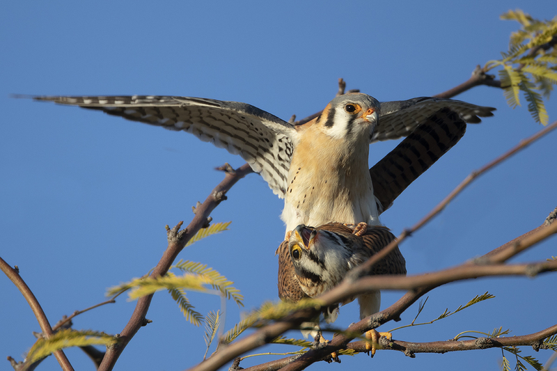 TC-American Kestrel-D06300-001377.jpg :: Mated pair of American Kestrels (Falco sparverius), the smallest falcon, perched together on a tree breeding