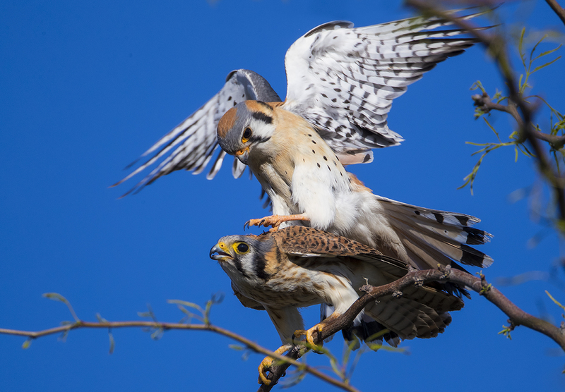 TC-American Kestrel-D06300-001383.jpg :: Mated pair of American Kestrels (Falco sparverius), the smallest falcon, perched together on a tree breeding