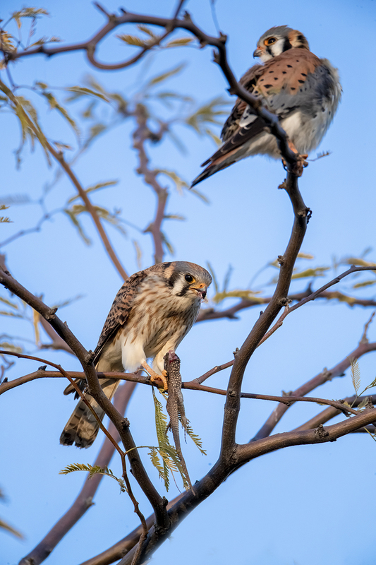 TC-American Kestrel-D06300-001410.jpg :: Mated pair of American Kestrel (Falco sparverius), the smallest falcon, perched in a tree with the female holding a lizard that the male brought her