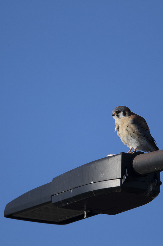 TC-American Kestrel-D06300-001449.jpg :: Male American Kestrel (Falco sparverius), the smallest falcon, perched on a light pole in an urban parking lot