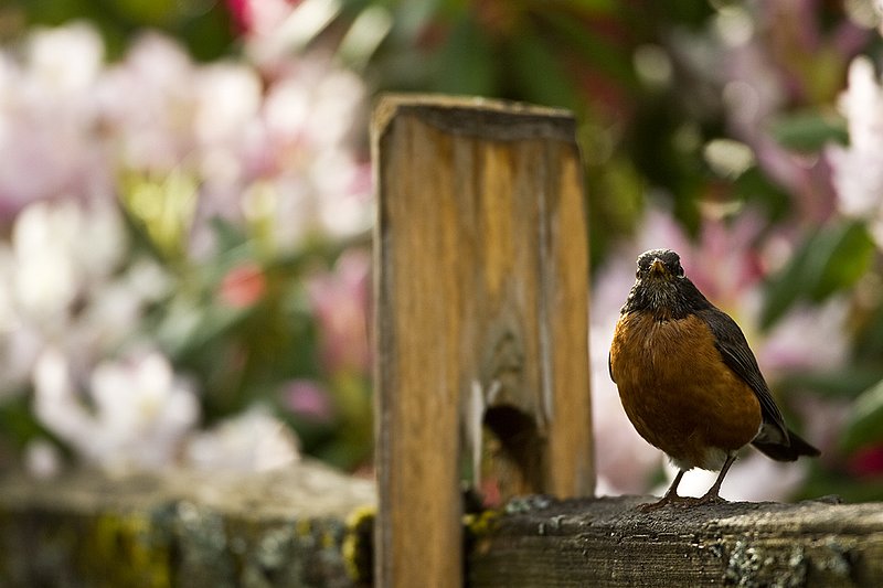 TC-American Robin-D00830-00003.jpg :: American Robin perched on a split rail fence with blooming Azalea bushes in the background
