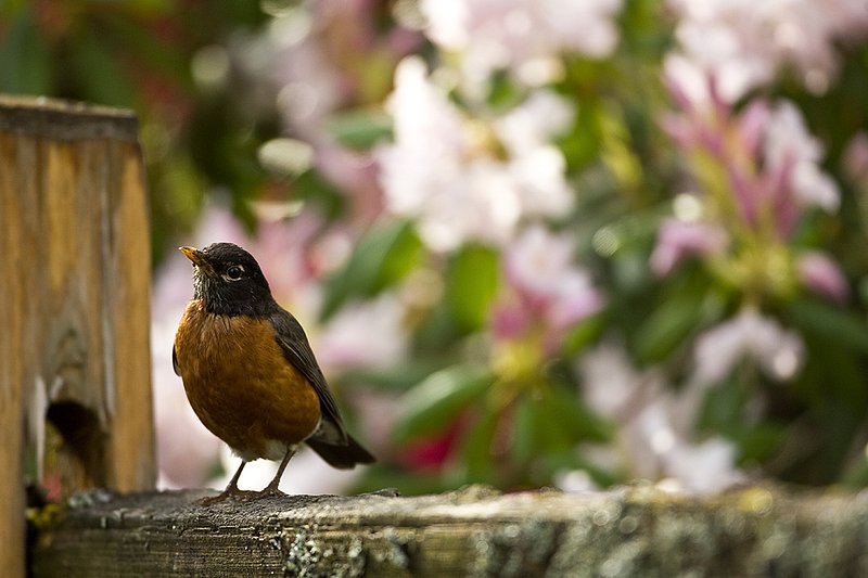 TC-American Robin-D00830-00006.jpg :: American Robin perched on a split rail fence with blooming Azalea bushes in the background