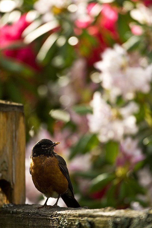TC-American Robin-D00830-00011.jpg :: American Robin perched on a split rail fence with blooming Azalea bushes in the background