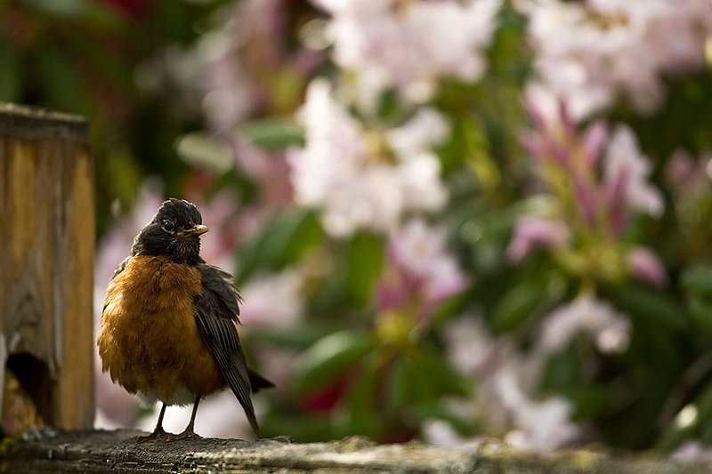 TC-American Robin-D00830-00018.jpg :: American Robin perched on a split rail fence with blooming Azalea bushes in the background