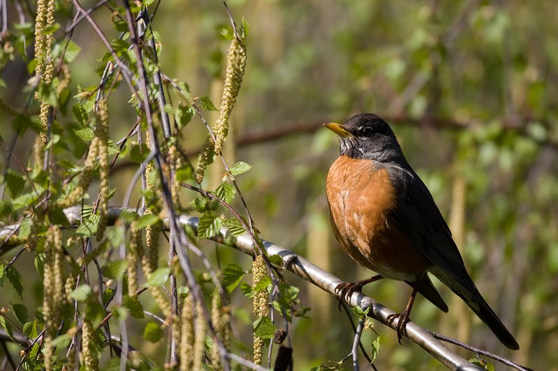 TC-American Robin-D00830-00020.jpg :: American Robin standing on branch of weeping willow tree