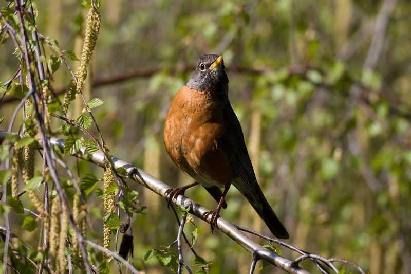 TC-American Robin-D00830-00022.jpg :: American Robin standing on branch of weeping willow tree