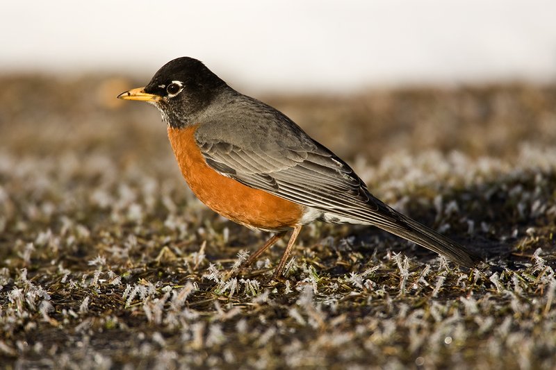 TC-American Robin-D00830-00023.jpg :: American Robin looking for insects on frosty ground