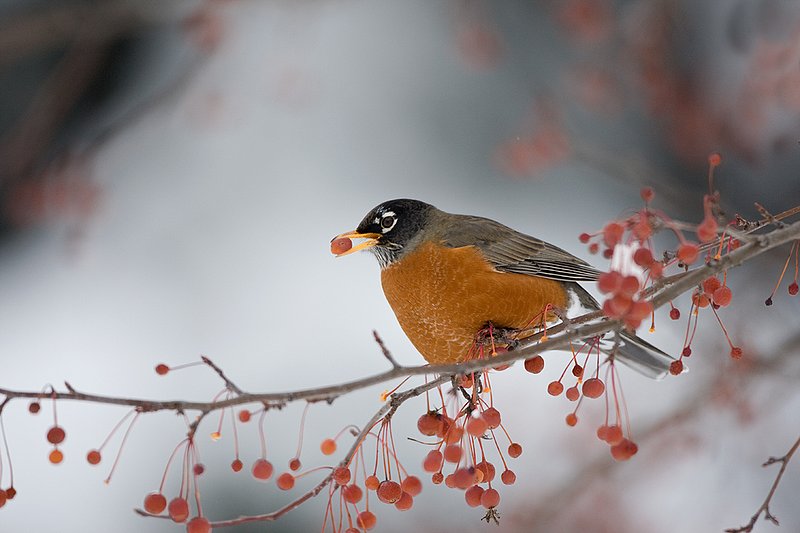 TC-American Robin-D00830-00024.jpg :: American Robin perched in tree eating berries during lull in snowstorm