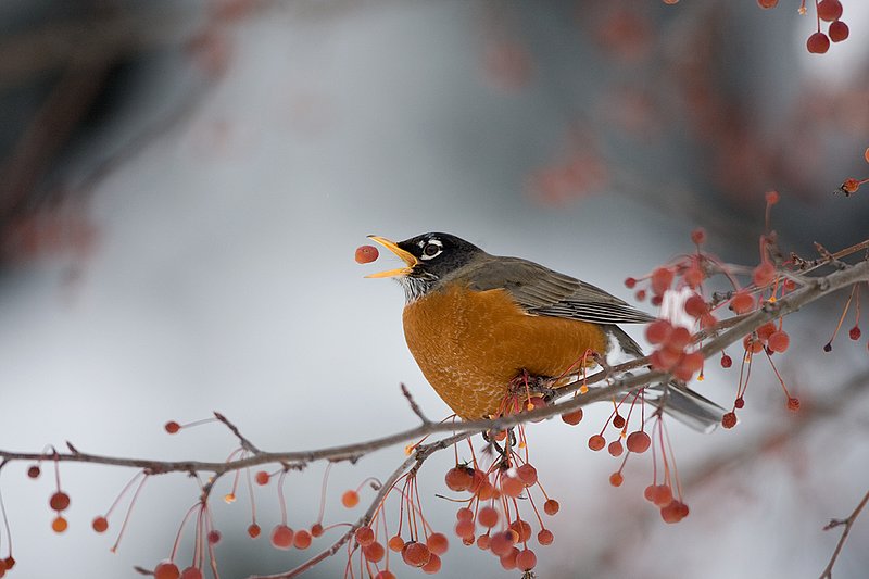 TC-American Robin-D00830-00025.jpg :: American Robin perched in tree eating berries during lull in snowstorm