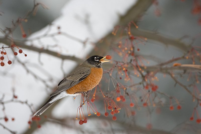 TC-American Robin-D00830-00027.jpg :: American Robin perched in tree eating berries during lull in snowstorm