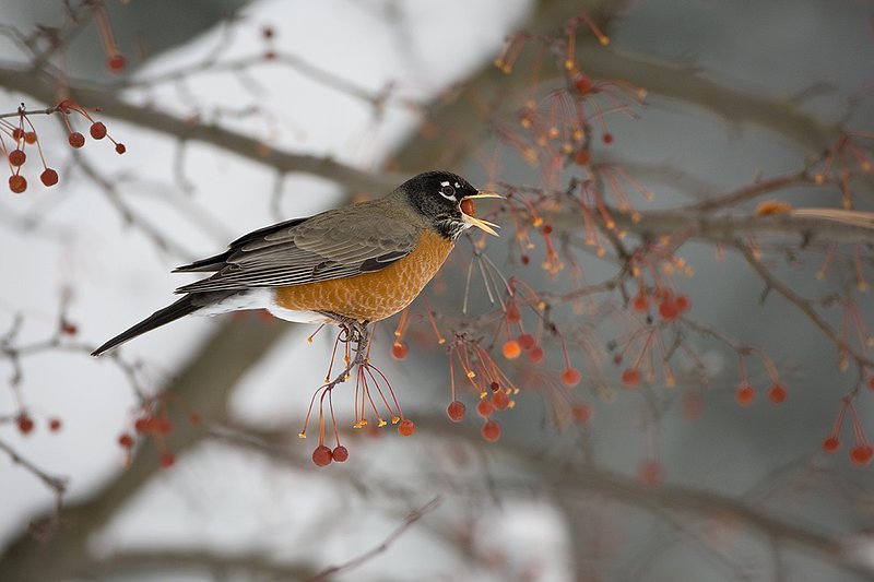 TC-American Robin-D00830-00035.jpg :: American Robin perched in tree eating berries during lull in snowstorm