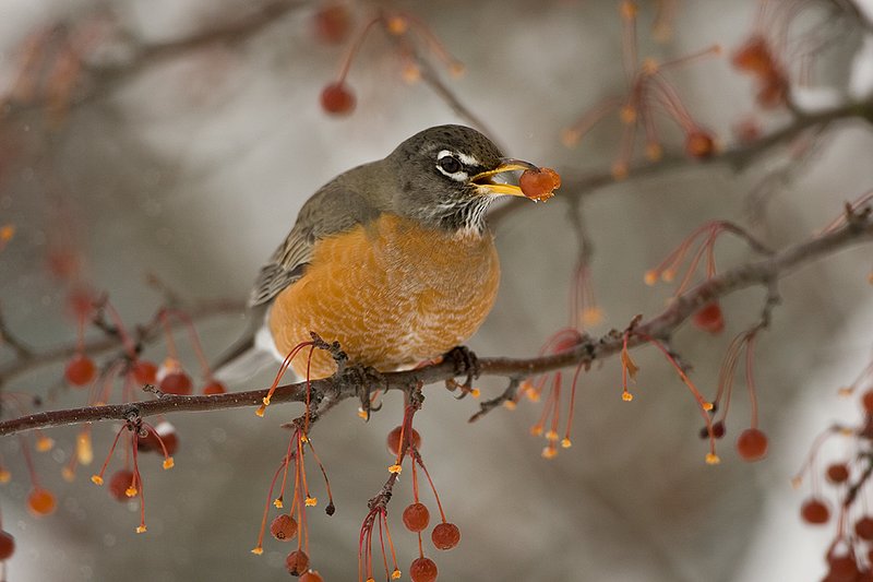 TC-American Robin-D00830-00042.jpg :: American Robin perched in tree eating berries during lull in snowstorm