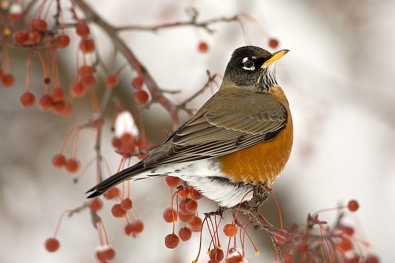 TC-American Robin-D00830-00043.jpg :: American Robin perched in tree eating berries during lull in snowstorm