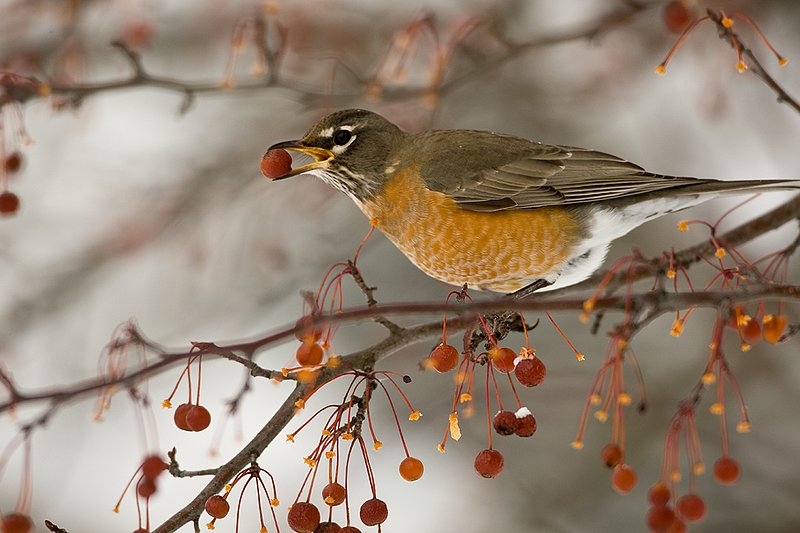 TC-American Robin-D00830-00050.jpg :: American Robin perched in tree eating berries during lull in snowstorm