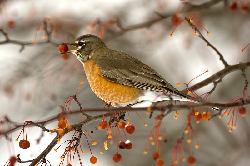 TC-American Robin-D00830-00054.jpg :: American Robin perched in tree eating berries during lull in snowstorm