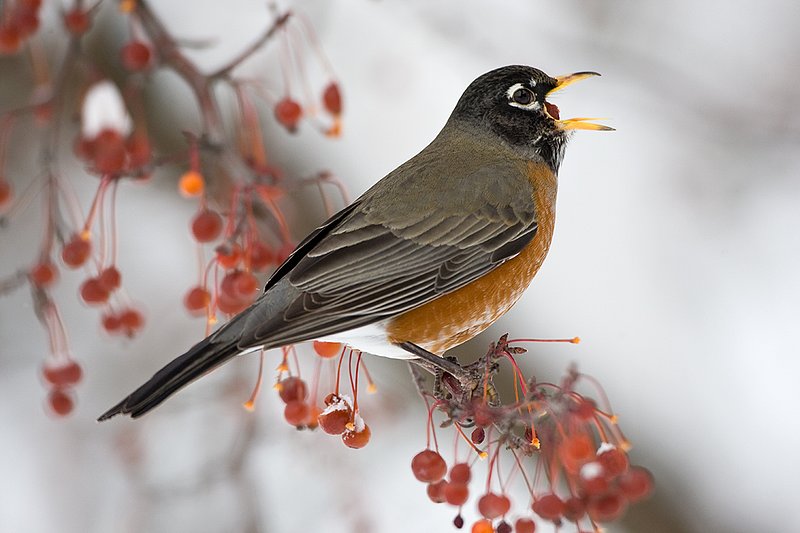 TC-American Robin-D00830-00057.jpg :: American Robin perched in tree eating berries during lull in snowstorm