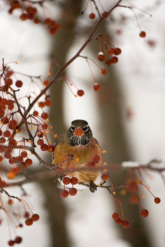 TC-American Robin-D00830-00058.jpg :: American Robin perched in tree eating berries during lull in snowstorm