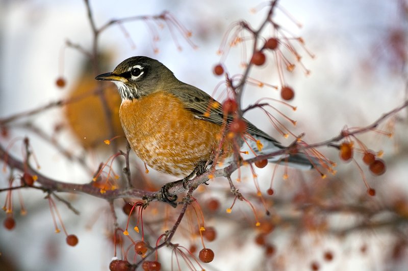 TC-American Robin-D00830-00064.jpg :: American Robin perched in tree eating berries during lull in snowstorm