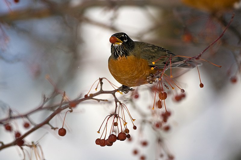 TC-American Robin-D00830-00067.jpg :: American Robin perched in tree eating berries during lull in snowstorm