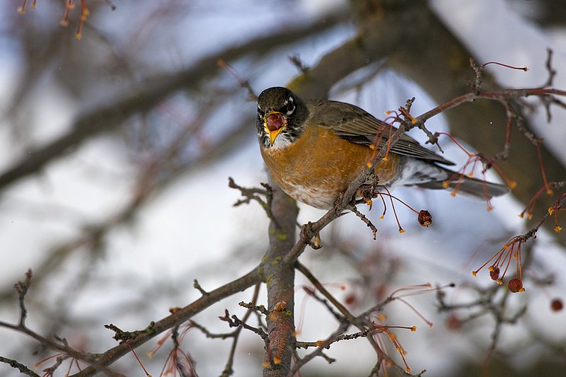 TC-American Robin-D00830-00071.jpg :: American Robin perched in tree eating berries during lull in snowstorm