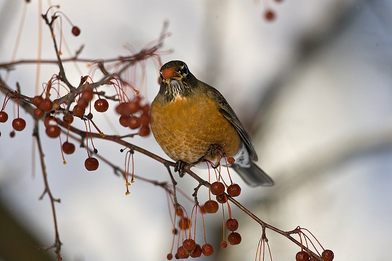 TC-American Robin-D00830-00075.jpg :: American Robin perched in tree eating berries during lull in snowstorm
