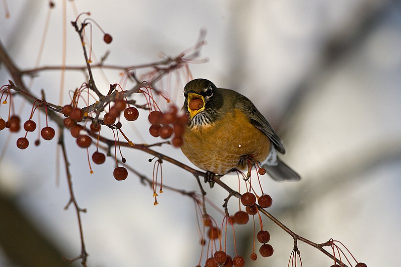TC-American Robin-D00830-00079.jpg :: American Robin perched in tree eating berries during lull in snowstorm