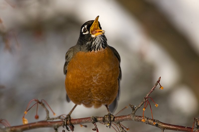 TC-American Robin-D00830-00086.jpg :: American Robin perched in tree eating berries during lull in snowstorm