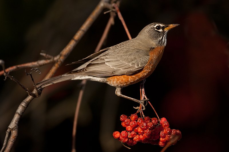 TC-American Robin-D00830-00087.jpg