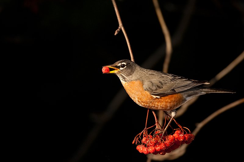 TC-American Robin-D00830-00088.jpg