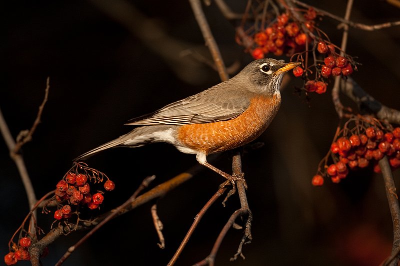 TC-American Robin-D00830-00089.jpg