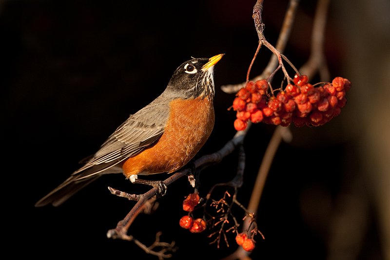 TC-American Robin-D00830-00092.jpg