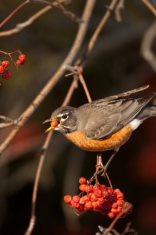 TC-American Robin-D00830-00093.jpg :: Amercian Robin eating berries on a Moutain Ash Tree