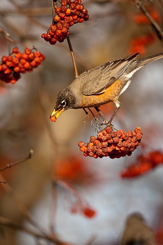 TC-American Robin-D00830-00094.jpg :: Amercian Robin eating berries on a Moutain Ash Tree