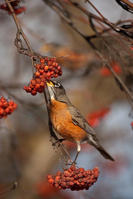 TC-American Robin-D00830-00095.jpg :: Amercian Robin eating berries on a Moutain Ash Tree