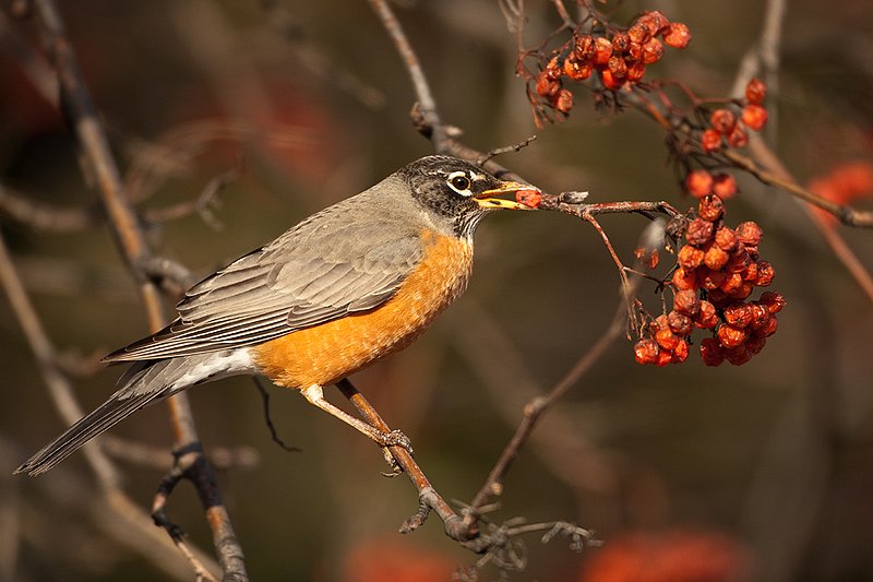 TC-American Robin-D00830-00096.jpg :: Amercian Robin eating berries on a Moutain Ash Tree