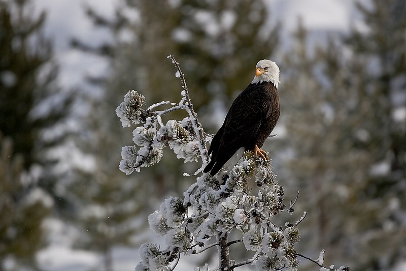 TC-Bald Eagle-D00026-00008.jpg :: Adult Bald Eagle perched in crown of lodgepole pine tree covered with hoar frost