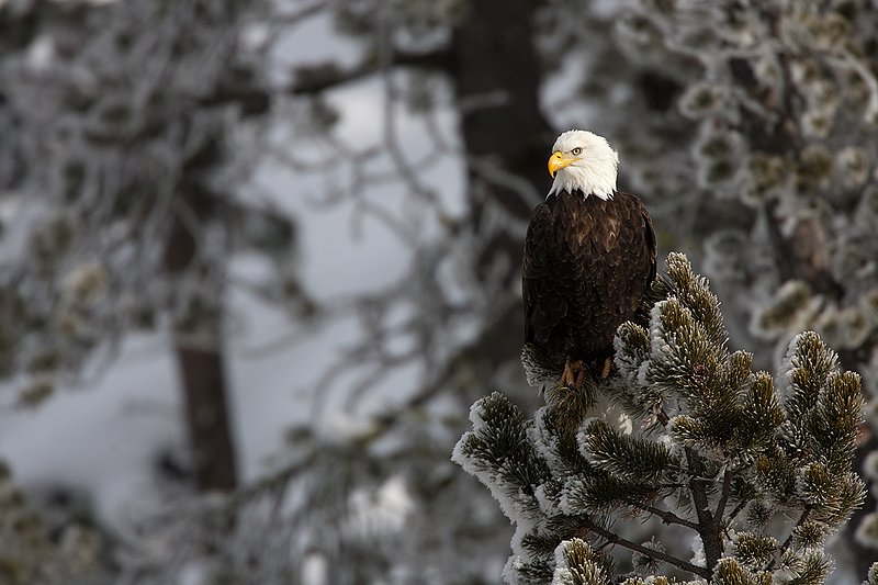 TC-Bald Eagle-D00026-00014.jpg :: Adult Bald Eagle perched in crown of lodgepole pine tree covered with hoar frost