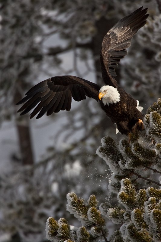 TC-Bald Eagle-D00026-00015.jpg :: Adult Bald Eagle taking off from his perch in crown of lodgepole pine tree covered with hoar frost