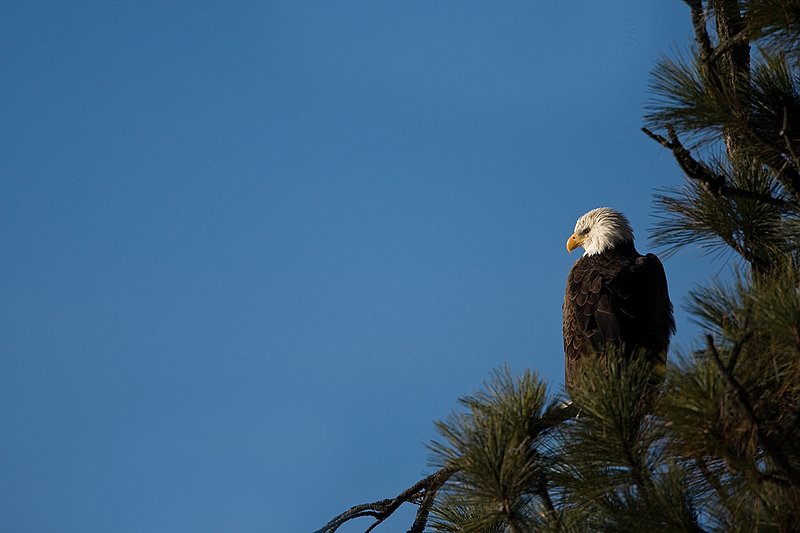 TC-Bald Eagle-D00026-00020.jpg :: Adult Bald Eagle perched in a Ponderosa Pine tree with a blue sky background