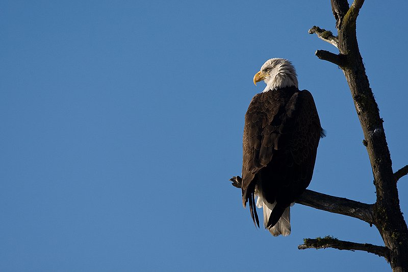 TC-Bald Eagle-D00026-00029.jpg :: Adult Bald Eagle perched in a dead tree (snag) with a blue sky background