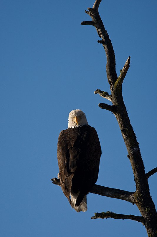 TC-Bald Eagle-D00026-00034.jpg :: Adult Bald Eagle perched in a dead tree (snag) with a blue sky background